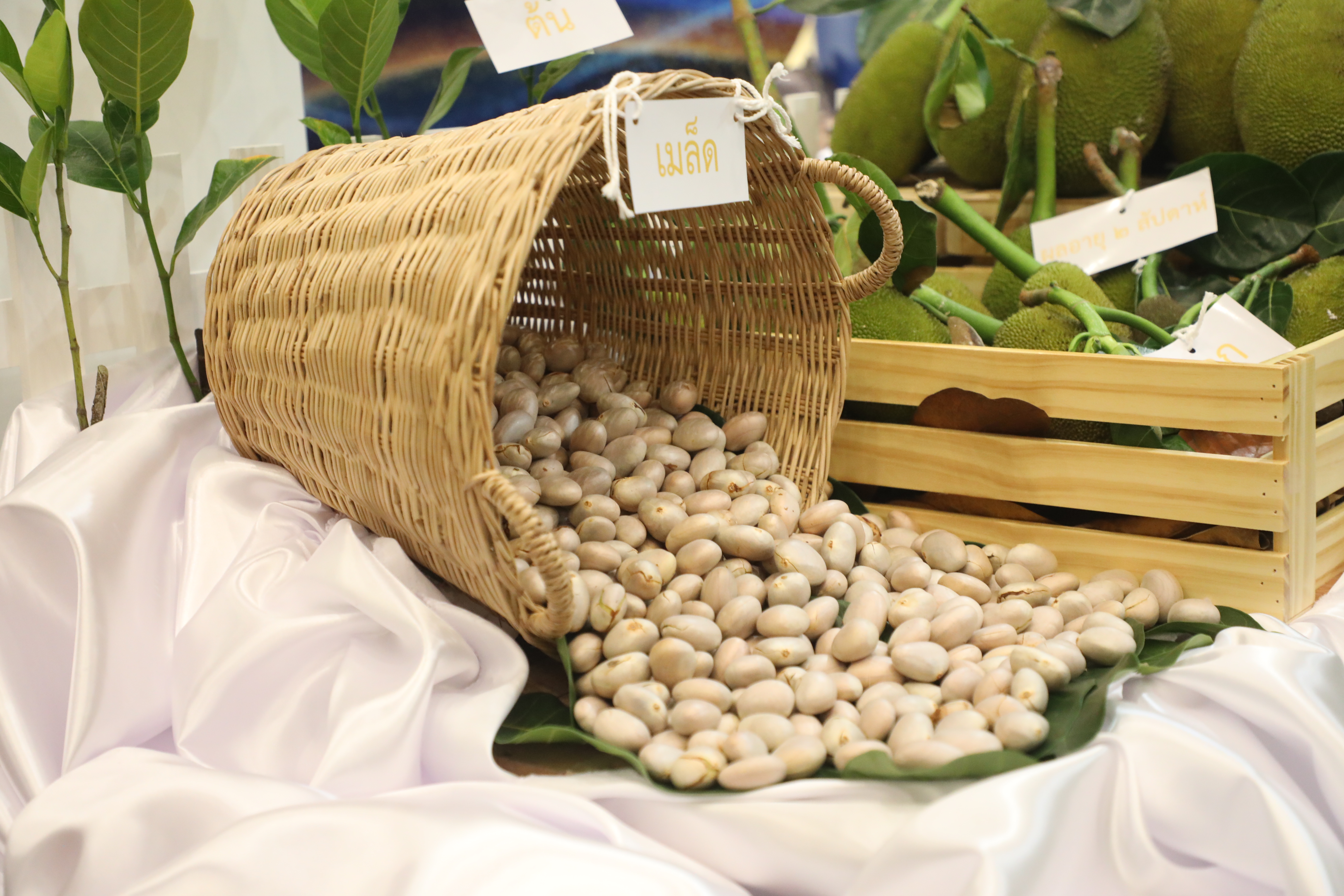 title - ส.ป.ก. ร่วมงานนำเสนอผลงานวิชาการหลักสูตรนักบริหารการพัฒนาการเกษตรและสหกรณ์ ระดับสูง รุ่นที่ 93 ร่วมผลักดันสินค้าเกษตรมูลค่าสูงสู่สากล